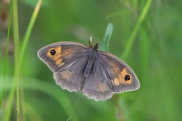 Butterfly meadow brown (Maniola jurtina) sitting on a grass blade.