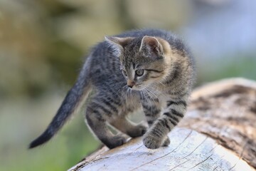 Obraz premium portrait of sweet tabby kitten. felis silvestris catus. 