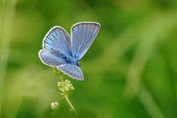 Portrait of a beautiful Amanda's blue butterfly. Polyommatus amandus