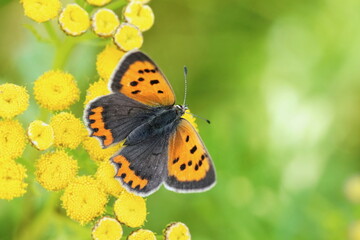 Lycaena phlaeas. Small copper sitting   on the yellow flower.