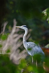 The grey heron (Ardea cinerea) is a long-legged predatory wading bird of the heron family, Ardeidae, native throughout temperate Europe and Asia and also parts of Africa. Artistic wildlife photo.