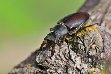 Male of the stag beetle on a close up picture in its natural environment - sitting on oak tree. A...