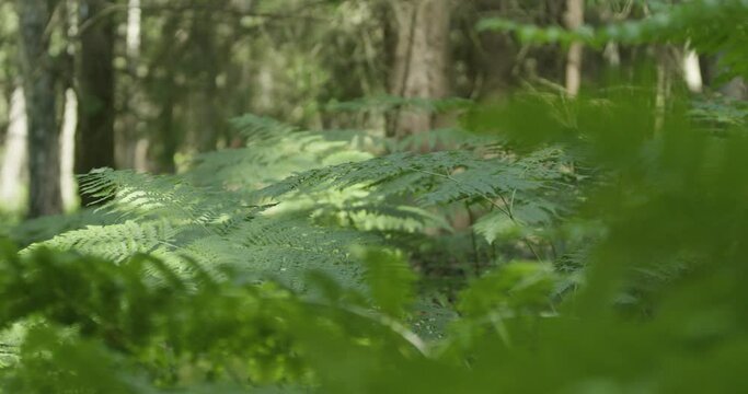 Fern leaves at the forest handheld 4K DCI 25fps