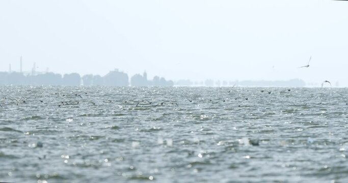 Flock of birds flying in a line above Curonian Lagoon. Slowmotion 4K DCI 100 fps.mp4