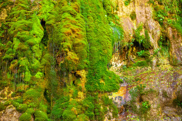 Green moss wall in Iceland with dripping water droplets. Beautiful tropical background at the waterfall. Moss texture with blurred background.