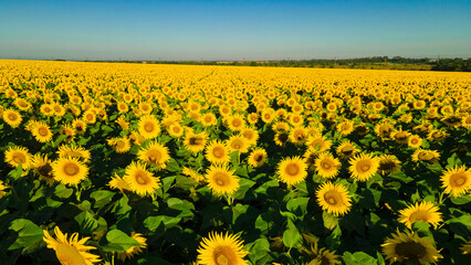 Fototapeta premium sunflower seed field top view