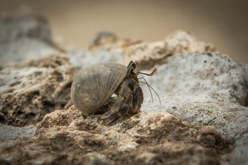 hermit crab on the beach