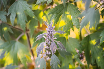 The Motherwort medical lant growing in the summer garden. 