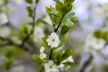 Blooming plum tree in the spring garden. White flowers on the tree branches. 