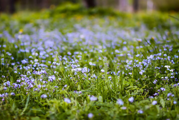 Forget-me-not flowers in the spring garden .
