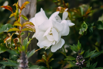 Obraz na płótnie Canvas White rose flower. Ornamental garden plant. 