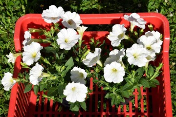 Seedlings of surfinias - overhanging petunias of white color in smaller pots put in a red plastic crate box. Gardening, spring time