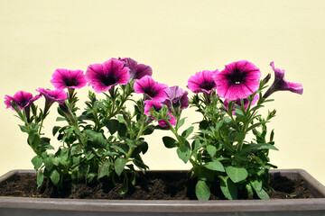 Naklejka na ściany i meble Seedlings of surfinias - overhanging petunias of purple color transplanted into a larger flower box. Gardening, spring time