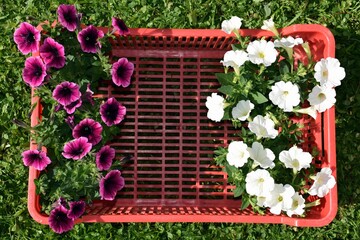 Seedlings of surfinias - overhanging petunias of white and purple colors in smaller pots put in a...