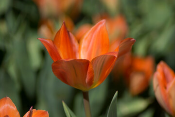orange color tulip flower