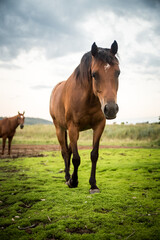 horse in the meadow