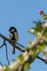 Vogel sitzend auf dem Ast am im Baum