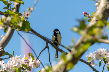 Vogel sitzend auf dem Ast am im Baum