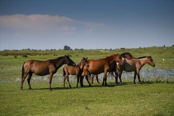 Wild horses and foals standing on a green grass landscape. Animals from Danube Delta, Romania.