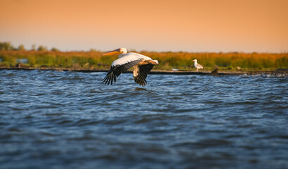 Birds and wildlife fauna of Danube Delta. Beautiful photo with a pelican (Pelecanus) in flight in amazing sunset light.
