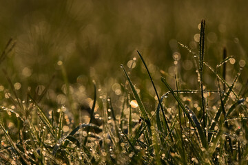 Close up view with the morning dew water drops on the grass. Spring landscape.