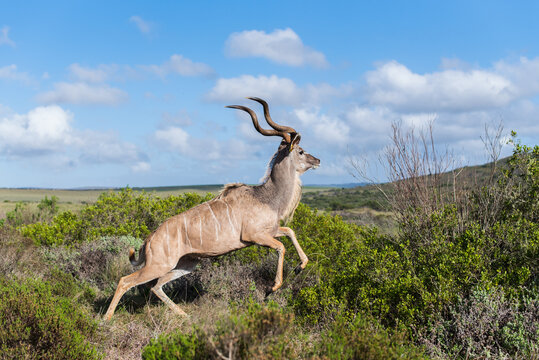 grosser Kudu mit gedrehtem Horn in Afrika springt durch sattes Gr&uuml;n vor blauen Himmel horizontal