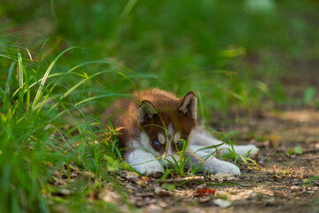 Husky puppy sits on the ground in the forest