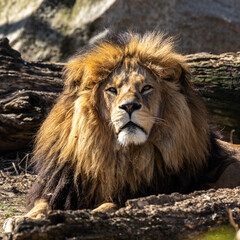 The lion, Panthera leo is one of the four big cats in the genus Panthera