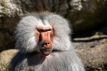 Fototapeta premium The hamadryas baboon, Papio hamadryas is a species of baboon