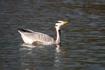 The bar-headed goose, Anser indicus seen in English Garden in Munich
