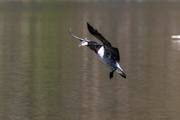 Barnacle goose, Branta leucopsis flying over a lake near Munich in Germany.