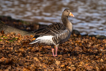 Naklejka na ściany i meble The greylag goose, Anser anser is a species of large goose