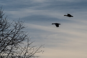 The flying greylag goose, Anser anser is a species of large goose