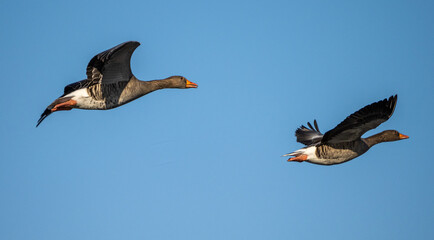 The flying greylag goose, Anser anser is a species of large goose