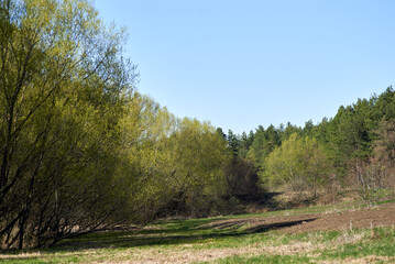 Obraz premium Nature wakes up in late spring