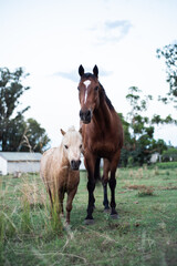 horse friends