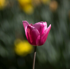 tulip in the garden