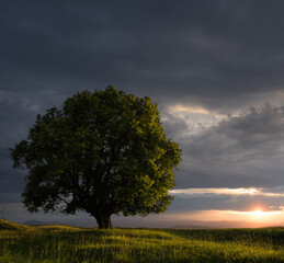 Fototapeta na wymiar Green tree in field at sunset