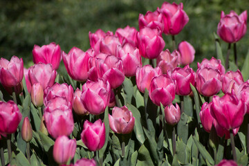 pink tulips in the garden