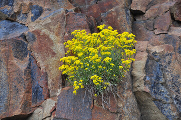 Spring in the mountains, flowers in the rocks