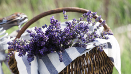 bicycle basket with a bouquet of lilacs