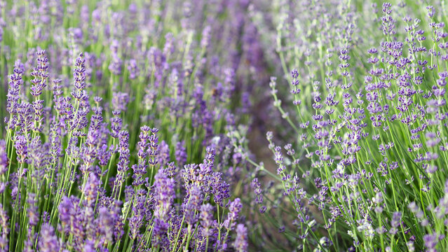 Provence - lavender field