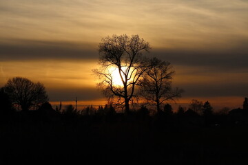 Fototapeta na wymiar setting sun behind the tree, evening landscape