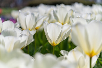 Obraz na płótnie Canvas チューリップ　　tulips 花　　　　flowers