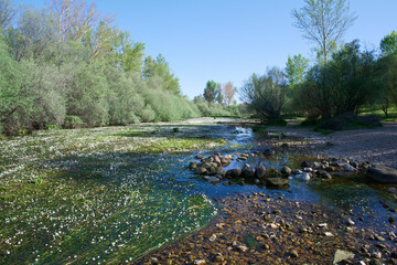 rzeka kwiaty wodne natura rośliny wiosna - obrazy, fototapety, plakaty