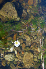 rzeka kwiaty wodne natura rośliny wiosna
