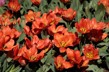 orange color tulips