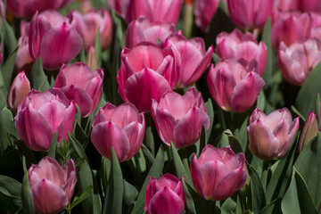 pink tulips in the garden