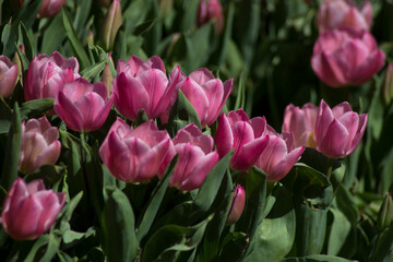 pink tulips in the garden