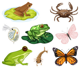 Different kinds of insects and animals on white background